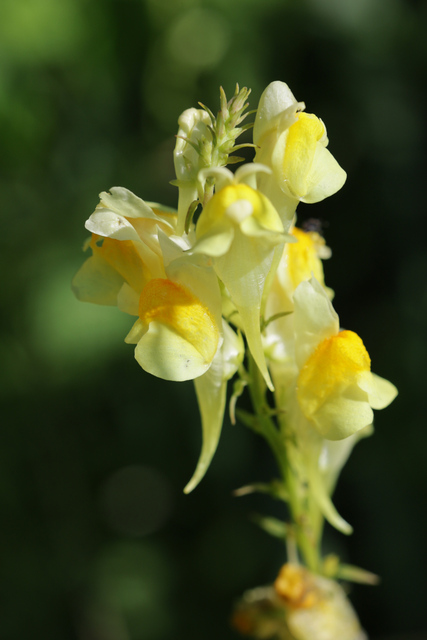Linaria vulgaris