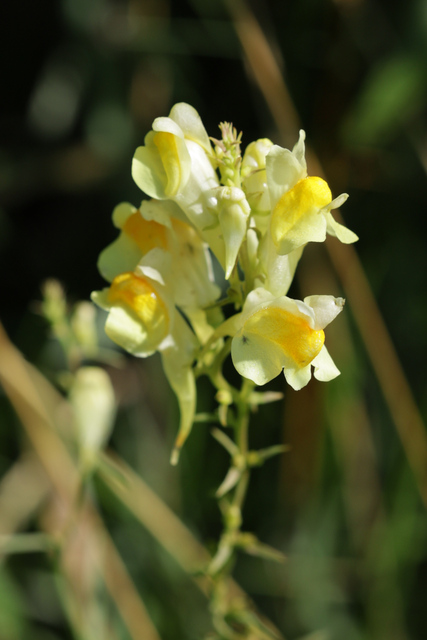 Linaria vulgaris
