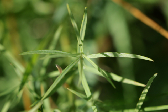 Linaria vulgaris - leaves