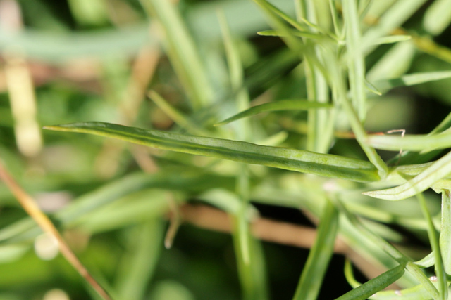 Linaria vulgaris - leaves