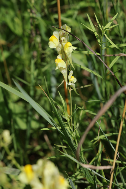Linaria vulgaris - plant