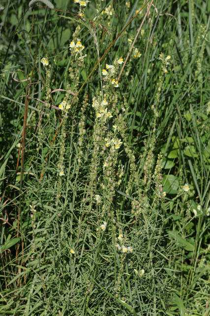 Linaria vulgaris - plants