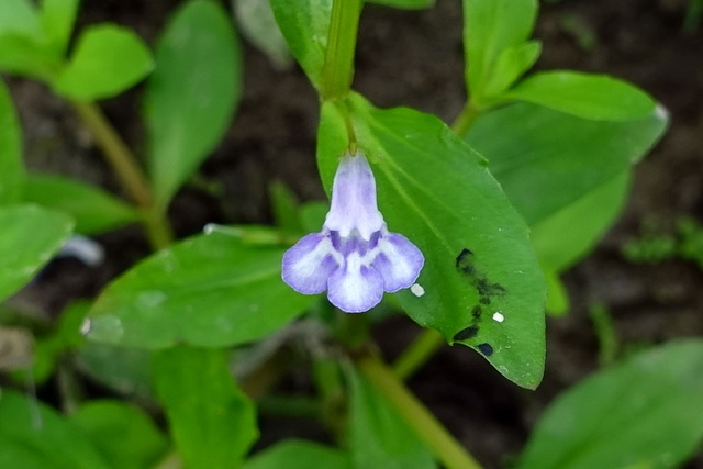 Lindernia dubia