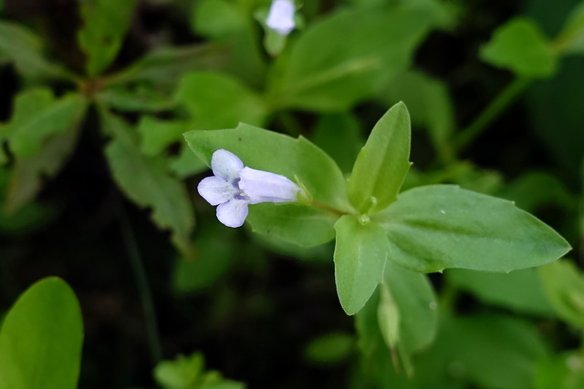 Lindernia dubia