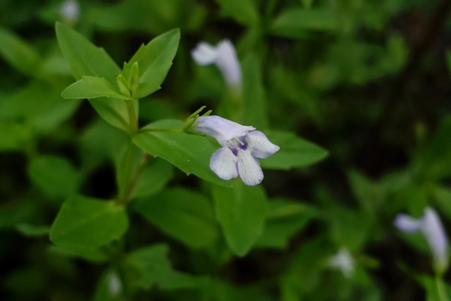 Lindernia dubia