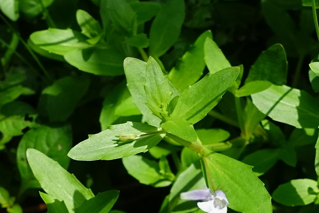 Lindernia dubia - leaves