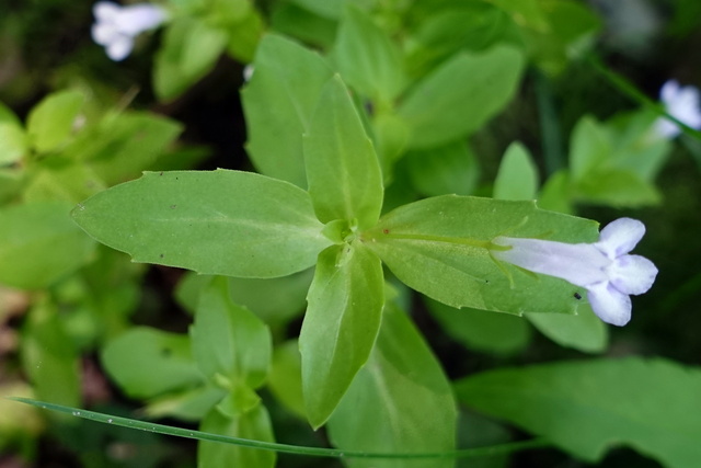 Lindernia dubia - leaves