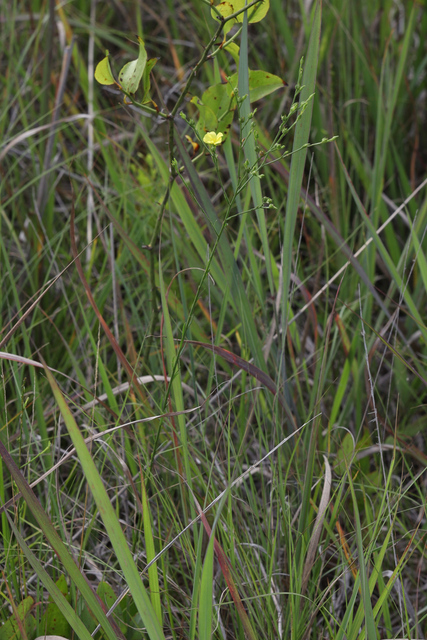 Linum sulcatum - plant