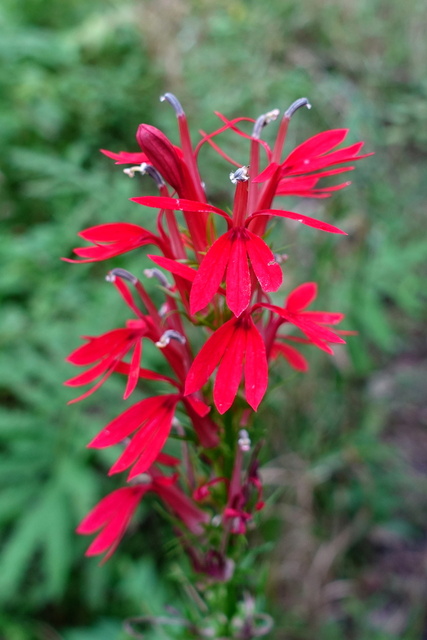 Lobelia cardinalis