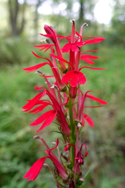 Lobelia cardinalis