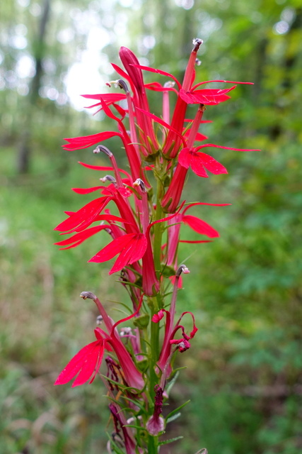 Lobelia cardinalis