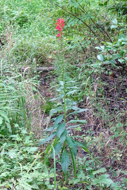 Lobelia cardinalis - plant