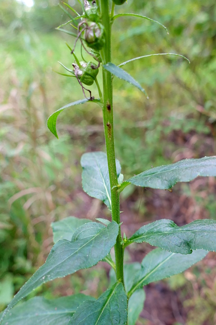 Lobelia cardinalis - stem