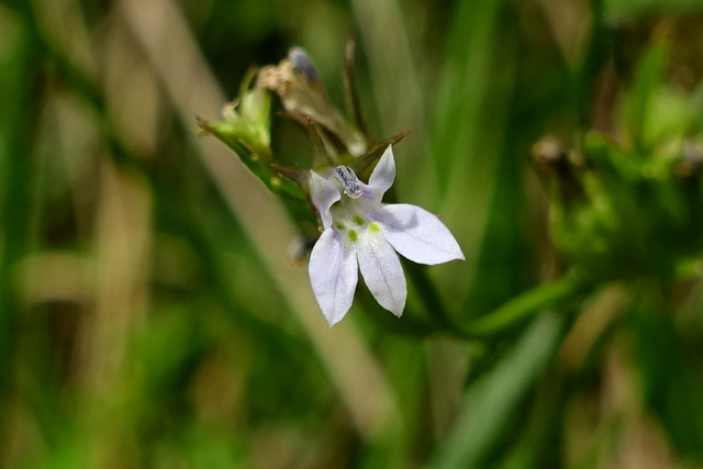 Lobelia inflata