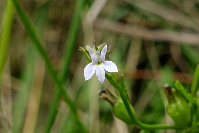 Lobelia inflata