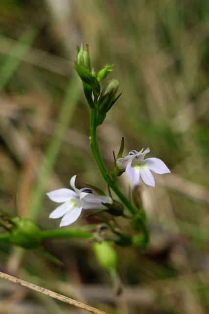 Lobelia inflata