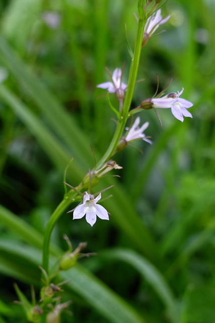 Lobelia inflata