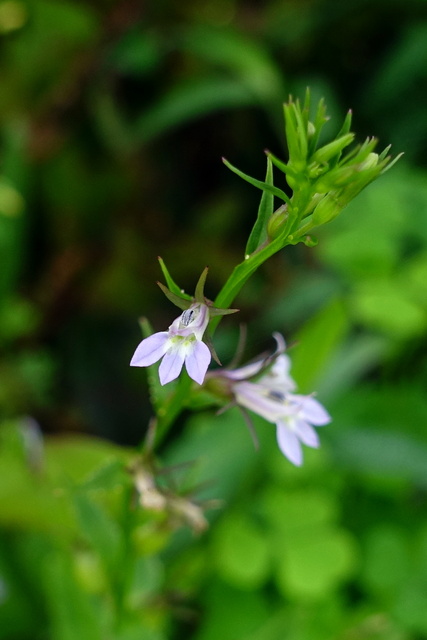 Lobelia inflata