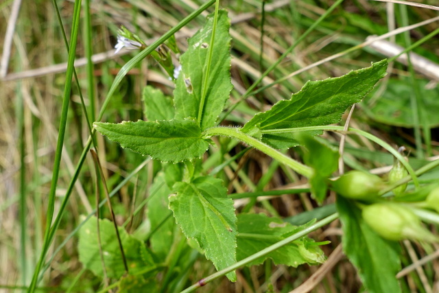 Lobelia inflata - leaves