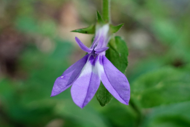 Lobelia puberula