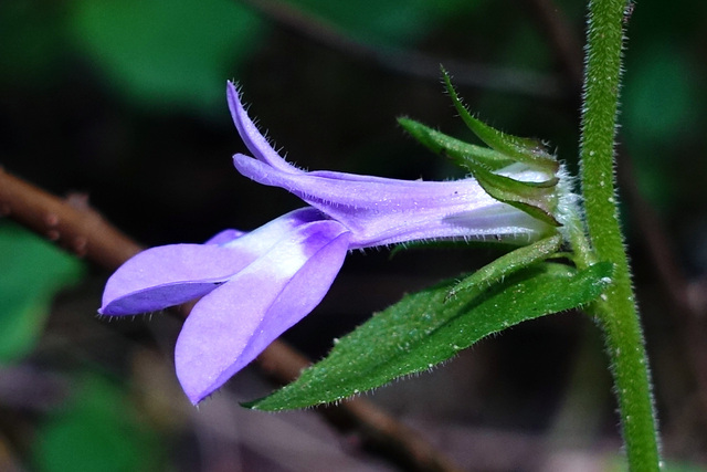 Lobelia puberula