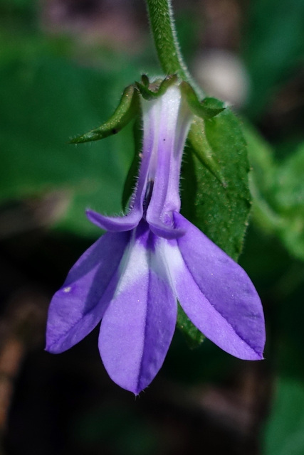 Lobelia puberula