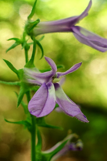 Lobelia puberula