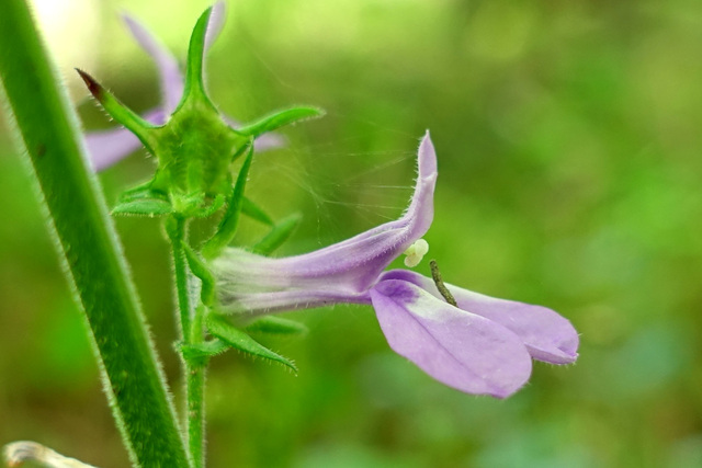 Lobelia puberula