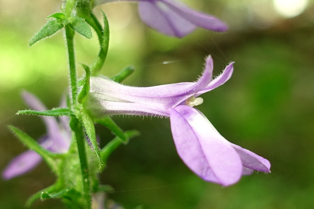 Lobelia puberula