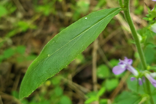 Lobelia puberula - leaves