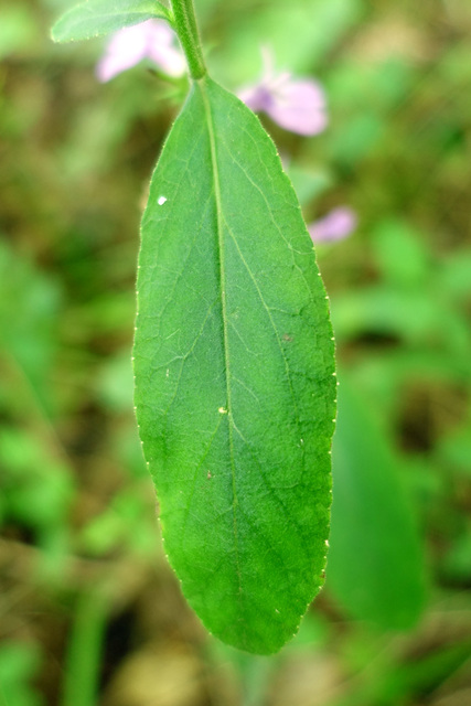 Lobelia puberula - leaves