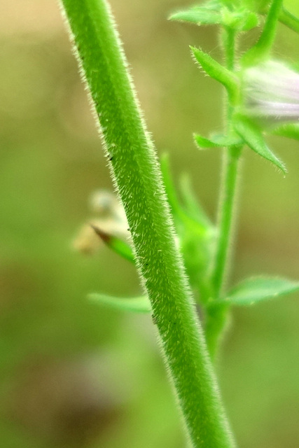 Lobelia puberula - stem