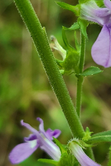 Lobelia puberula - stem