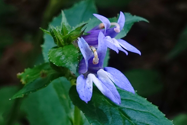 Lobelia siphilitica