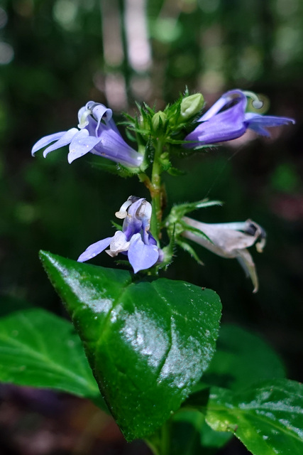 Lobelia siphilitica