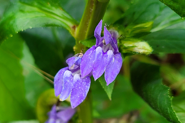 Lobelia siphilitica