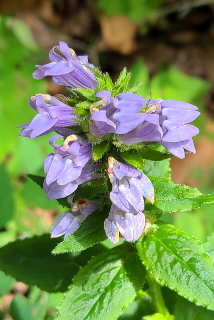 Lobelia siphilitica