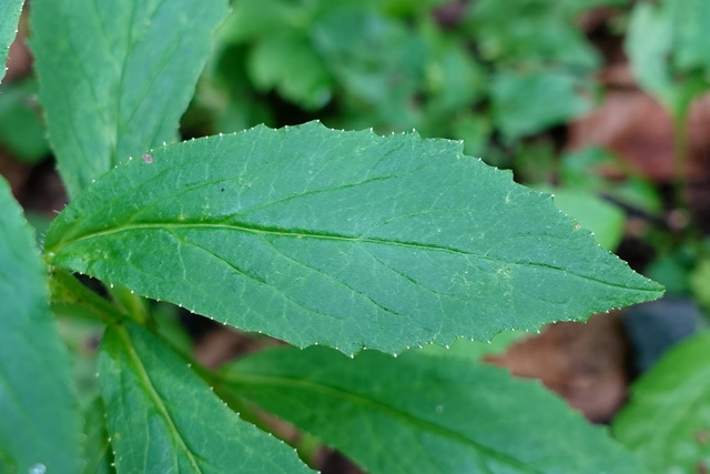 Lobelia siphilitica - leaves