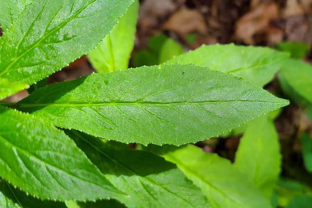 Lobelia siphilitica - leaves