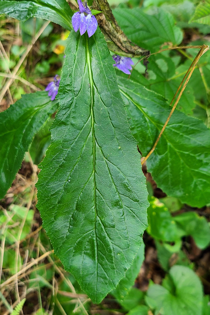 Lobelia siphilitica - leaves