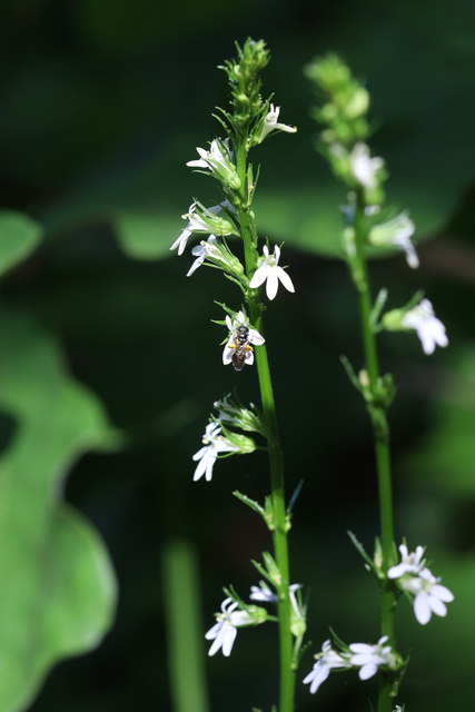 Lobelia spicata
