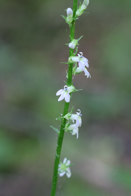 Lobelia spicata