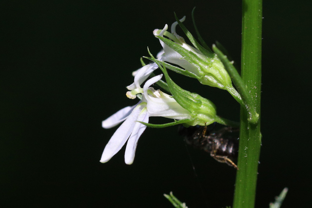 Lobelia spicata