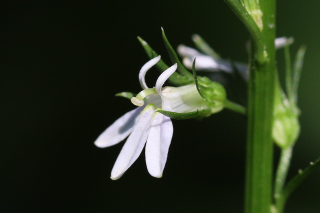 Lobelia spicata