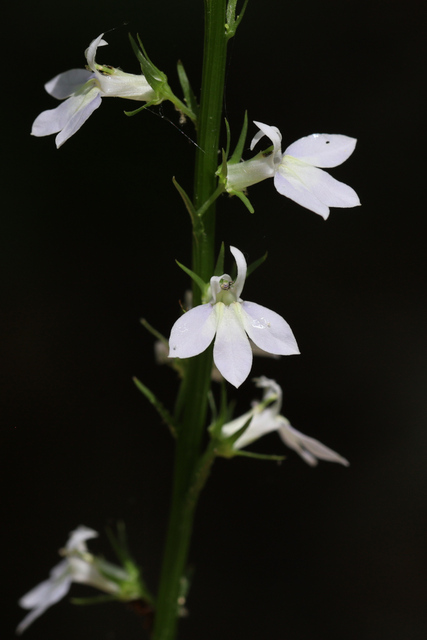 Lobelia spicata