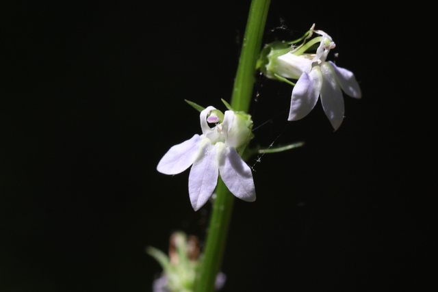 Lobelia spicata
