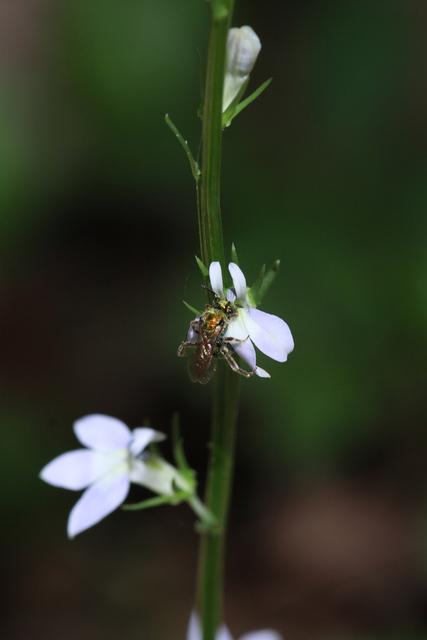 Lobelia spicata