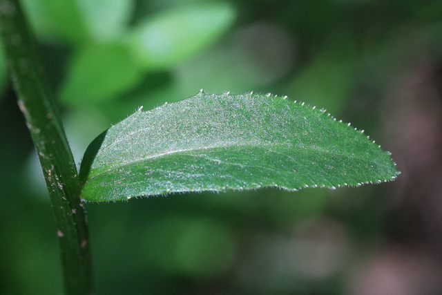 Lobelia spicata - leaves