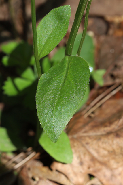Lobelia spicata - leaves