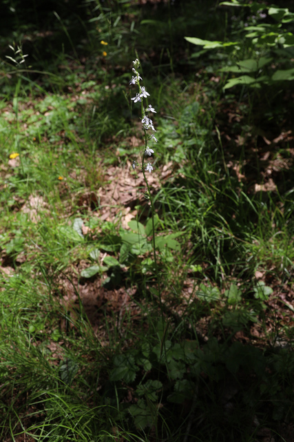 Lobelia spicata - plant